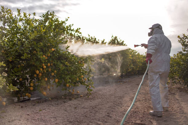 Best Ant Control Services  in Voorheesville, NY