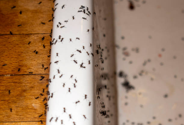 Best Wasp Removal Services  in Voorheesville, NY